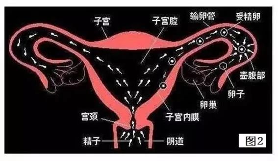 卵巢结构图 卵巢结构图