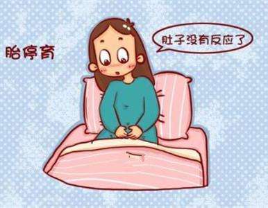 胚胎停育